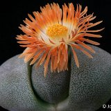 PLEIOSPILOS (Mesembryanthemaceae)